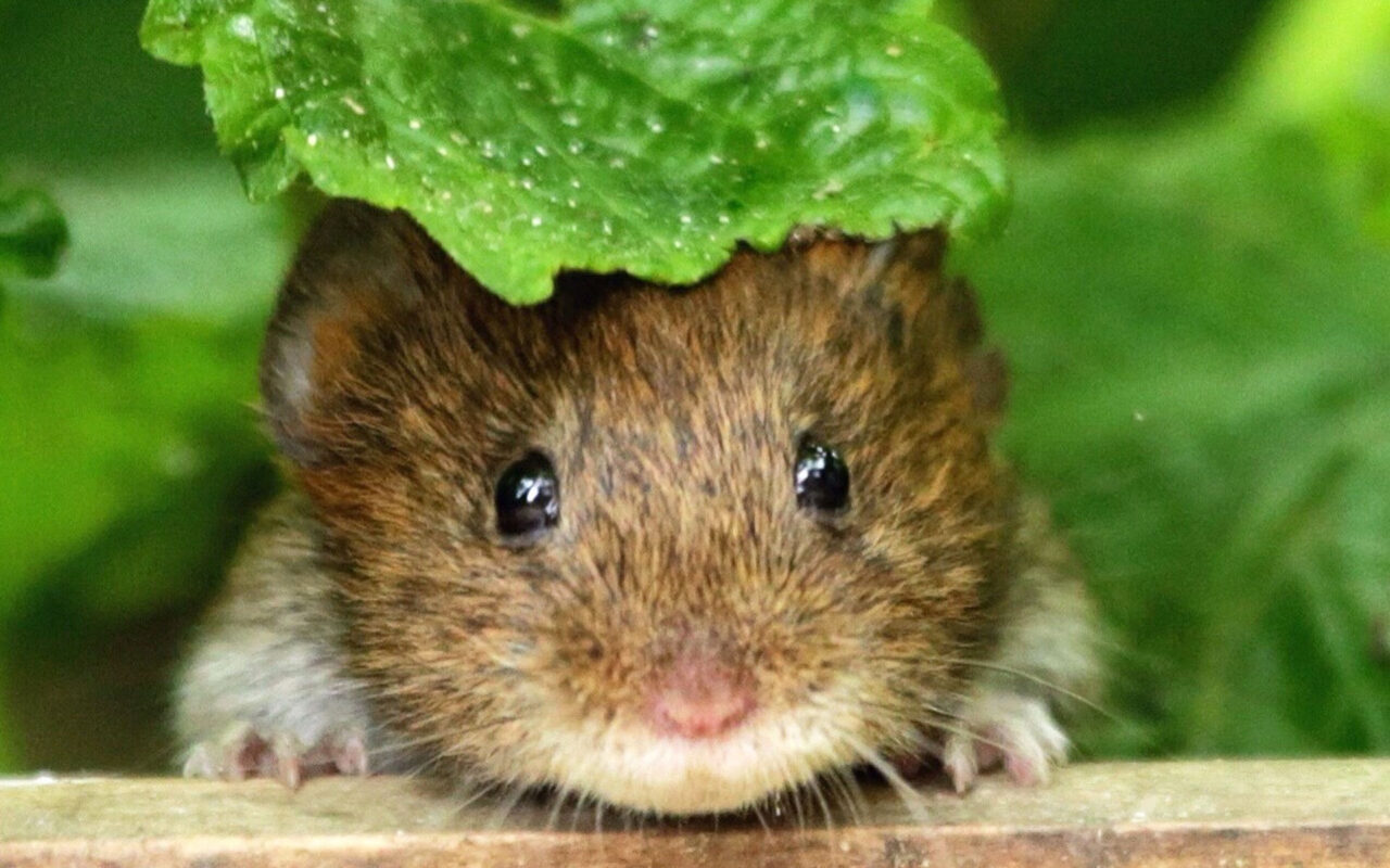 Do Voles Ruin Lawns in Winter? Peachtree Pest Control