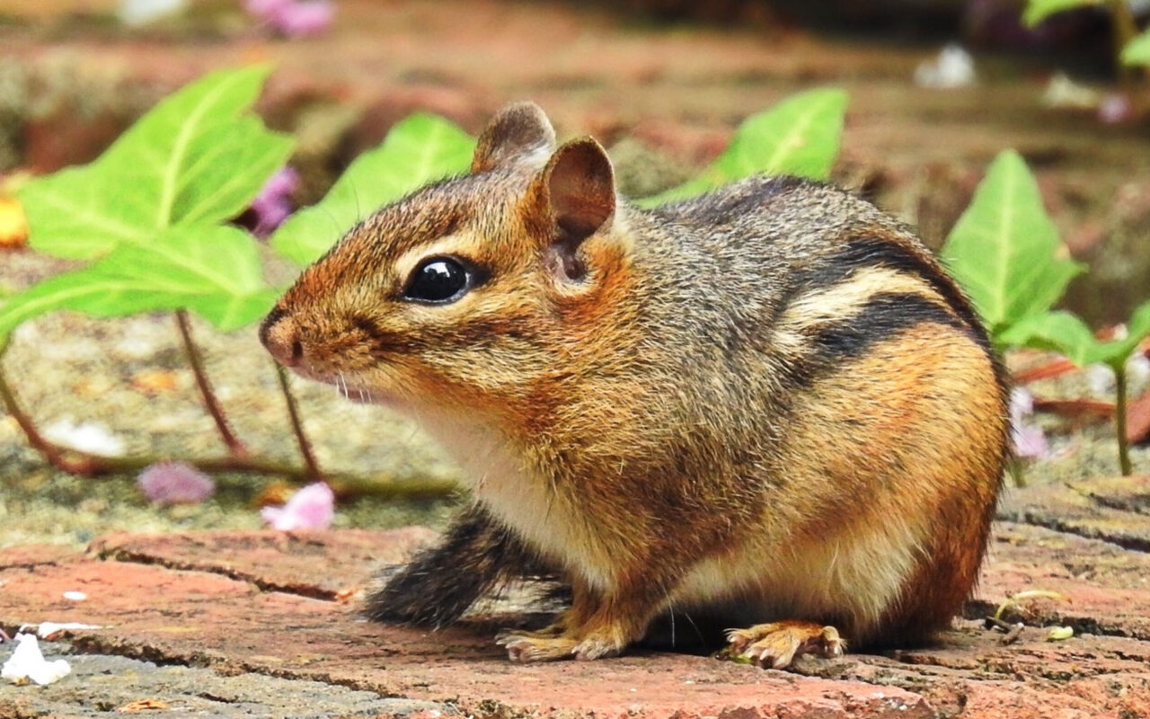 How to get squirrels out from inbetween walls of my house, humanely? After  patching one hole they've created another. How can I get them out and  prevent them from creating more holes