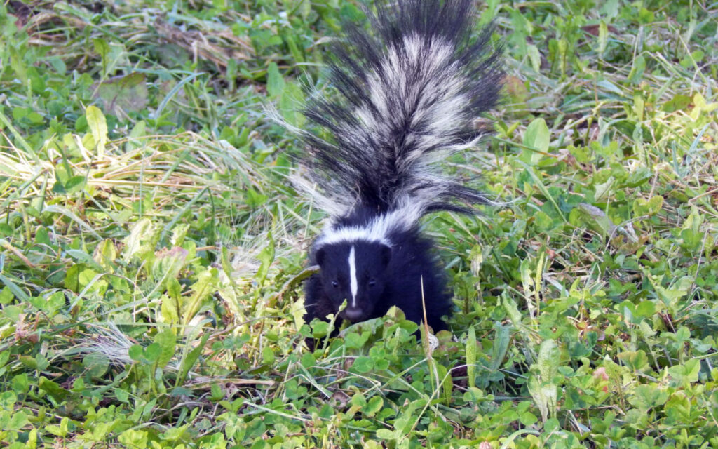 Wildlife Control for Skunks by Peachtree Pest Control