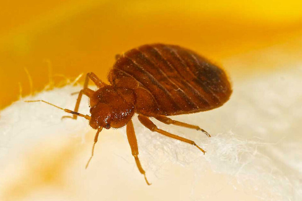 Affordable Bed Bug Treatment Chicago