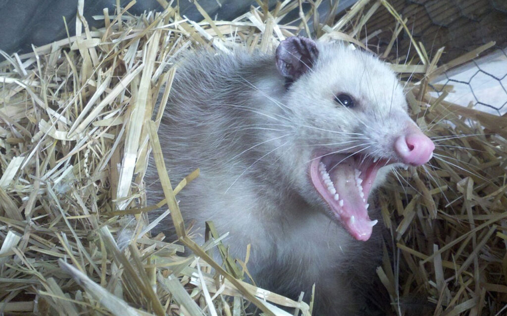Peachtree Pest Control for Opossum
