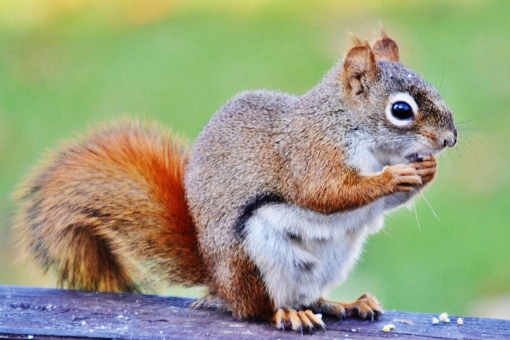 Grey Squirrel Control: Live Catch Traps