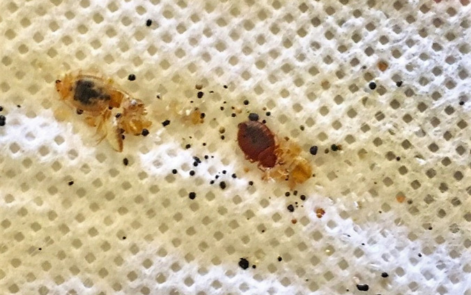 Why Do Bed Bugs Come Out At Night?