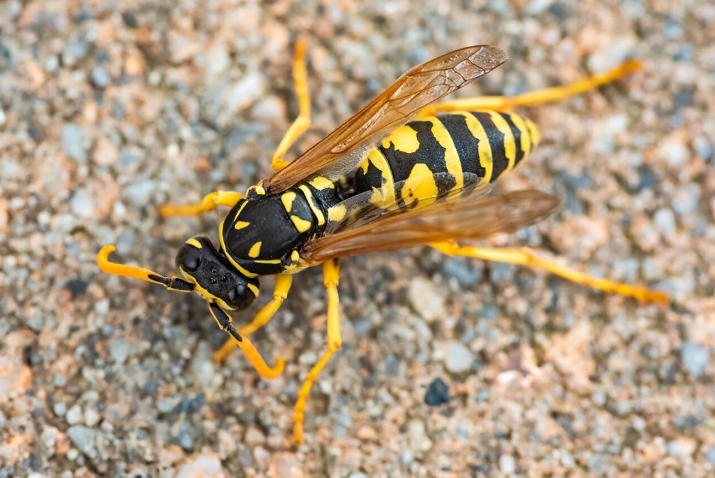 Do Wasps Die In The Winter? Peachtree Pest Control