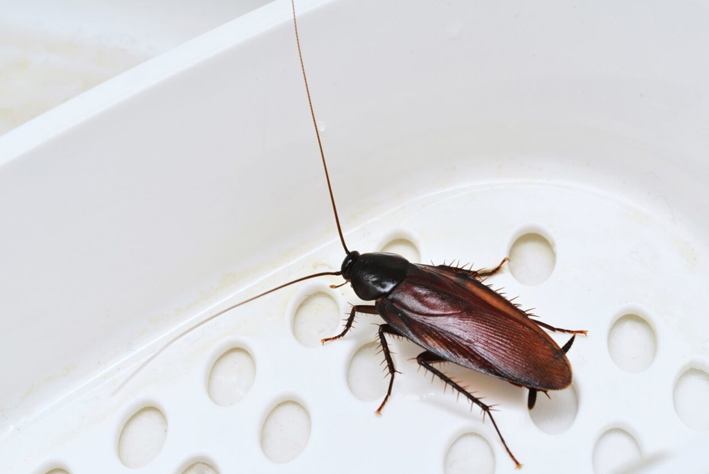 how-long-can-cockroaches-live-without-food-or-water-peachtree-pest