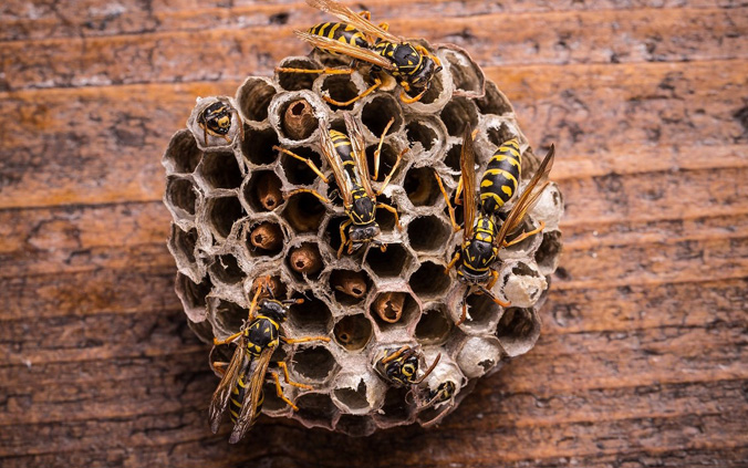 What does a hornets nest look like sales