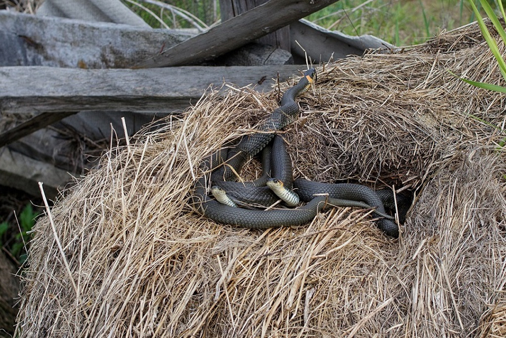 Do Snakes Come Out In Winter? Peachtree Pest Control
