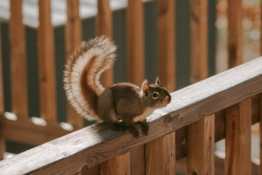 Squirrels Chewing On Your Gutters? Tips For Prevention And Control Peachtree Pest Control