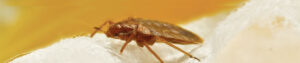 bed bug treatment
