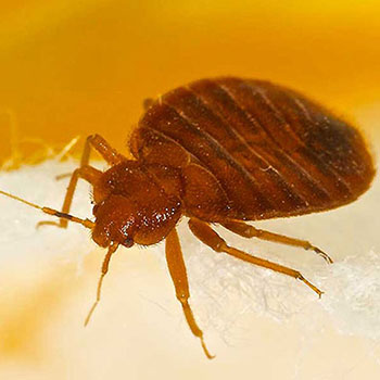 Pest Control for Bed Bugs by Peachtree Pest Control