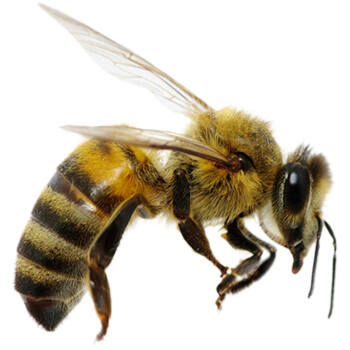 Pest Control for Bees by Peachtree Pest Control