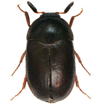 Pest Control for Beetles by Peachtree Pest Control