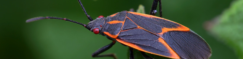 Peachtree Pest Control for Box Elders