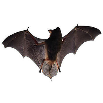 Wildlife Control for Bats by Peachtree Pest Control