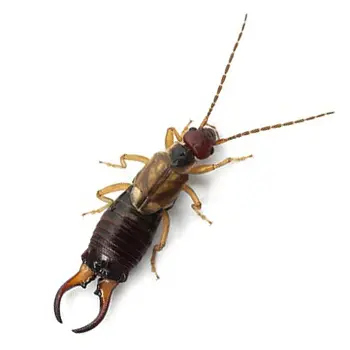 Pest Control for Earwigs by Peachtree Pest Control