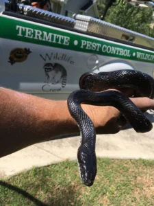 snake trappers in Atlanta