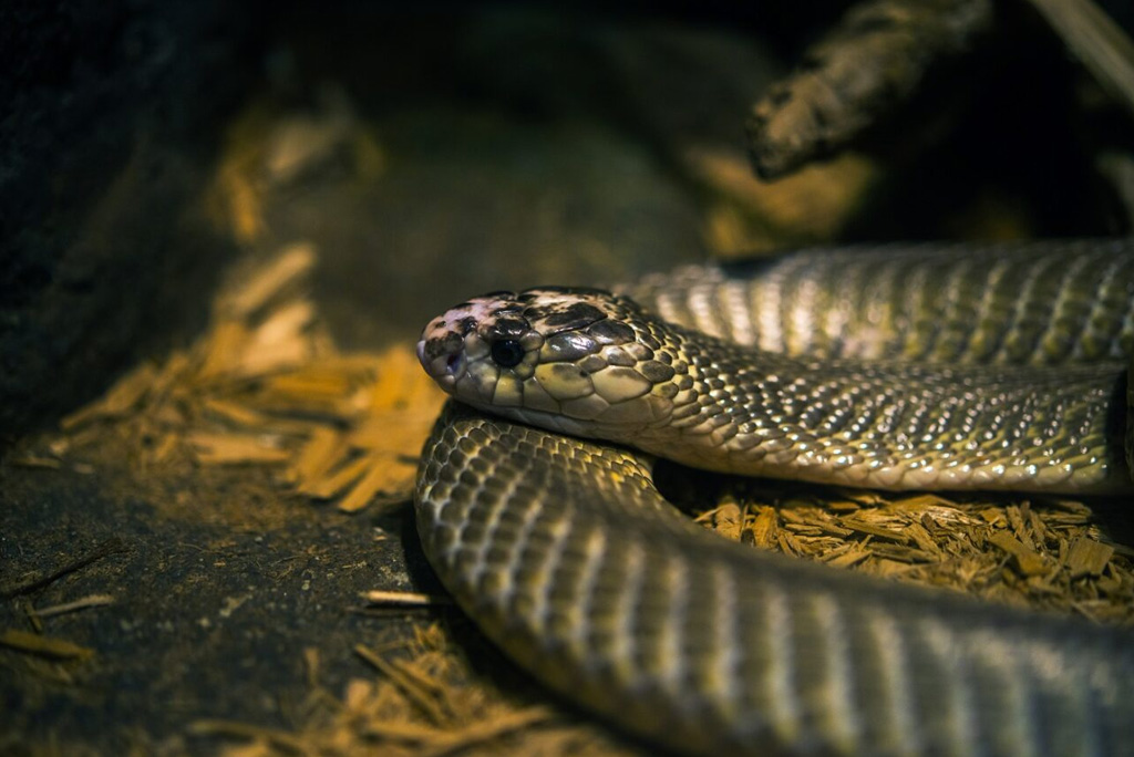 Do Snakes Come Out In Winter? Peachtree Pest Control