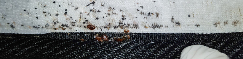 Peachtree Pest Control for Bed Bugs