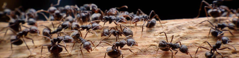 Peachtree Pest Control for Carpenter Ants