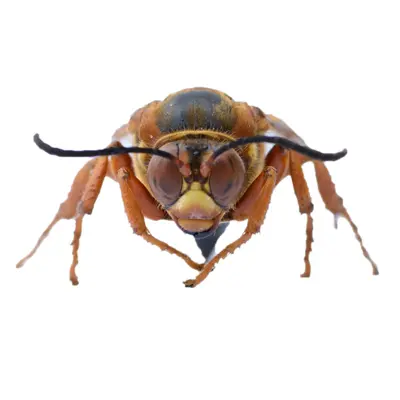 Pest Control for Cicada Killers by Peachtree Pest Control