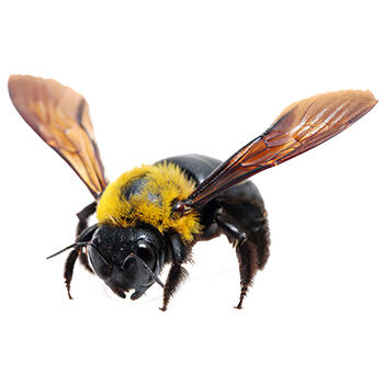 Pest Control for Carpenter Bees by Peachtree Pest Control