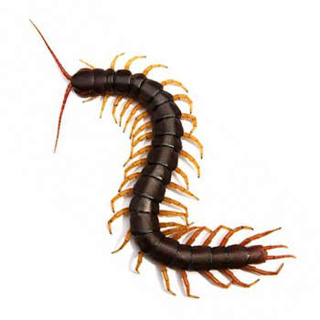 Pest Control for Centipedes by Peachtree Pest Control