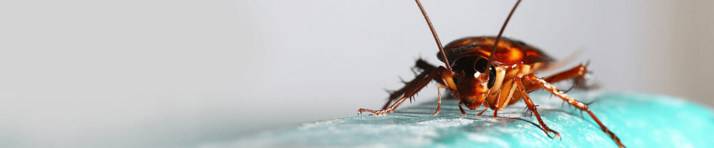 Cockroach-banner