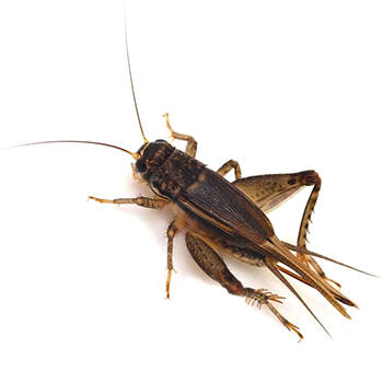 Pest Control for Crickets by Peachtree Pest Control