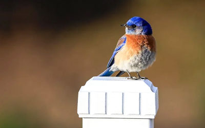 Eastern Bluebird Removal by Peachtree Pest Control