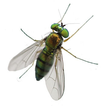 Pest Control for Flies by Peachtree Pest Control