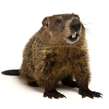 Wildlife Control for Groundhogs by Peachtree Pest Control