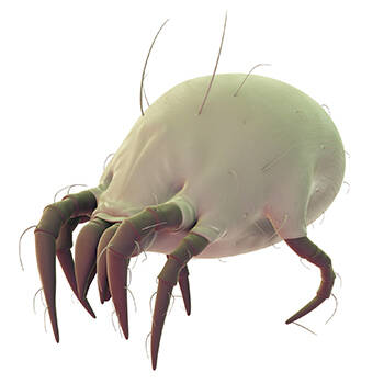 Blog - How To Get Rid Of Springtails In Your Aiken Home