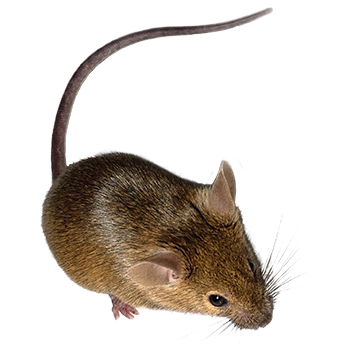 Pest Control for Mice by Peachtree Pest Control