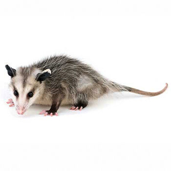 Wildlife Control for Opossum by Peachtree Pest Control