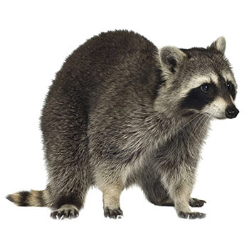 Wildlife Control for Raccoons by Peachtree Pest Control