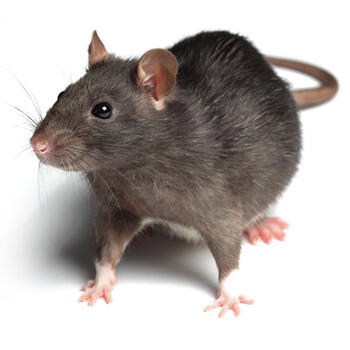 Wildlife Control for Rats by Peachtree Pest Control