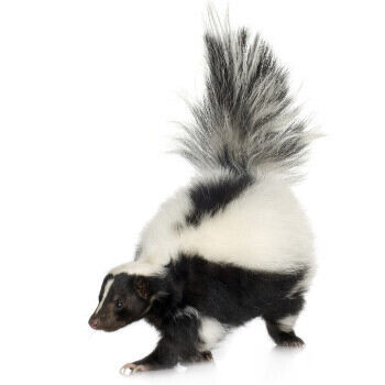 Wildlife Control for Skunks by Peachtree Pest Control
