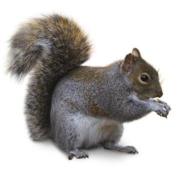 Wildlife Control for Squirrels by Peachtree Pest Control