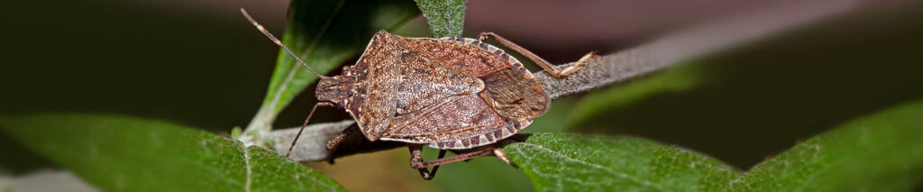 Peachtree Pest Control for Stink Bugs & More