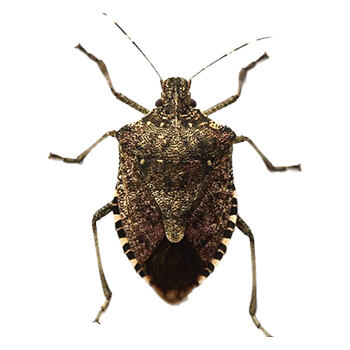 Pest Control for Stink Bugs & More by Peachtree Pest Control