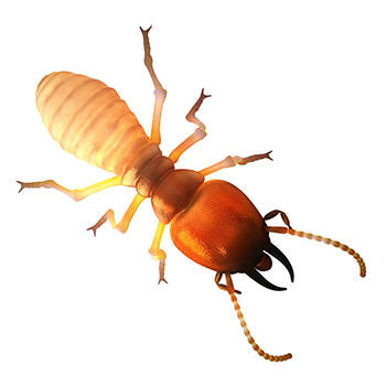 Pest Control for Termites by Peachtree Pest Control