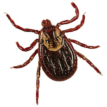 Pest Control for Ticks by Peachtree Pest Control