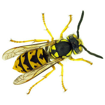 Pest Control for Wasps by Peachtree Pest Control