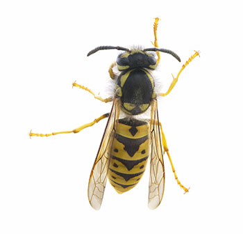 Pest Control for Yellow Jackets by Peachtree Pest Control