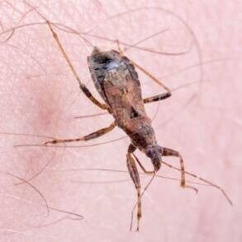 Peachtree Pest Control for Stink Bugs & More