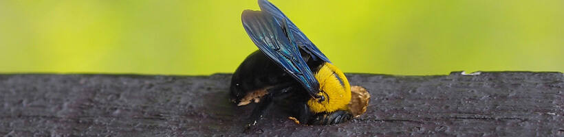 Peachtree Pest Control for Carpenter Bees