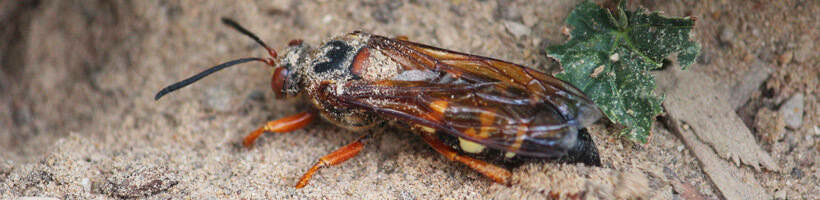 Peachtree Pest Control for Cicada Killers