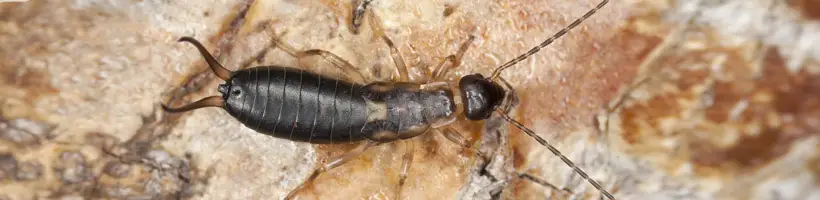 Peachtree Pest Control for Earwigs