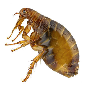 Pest Control for Fleas by Peachtree Pest Control