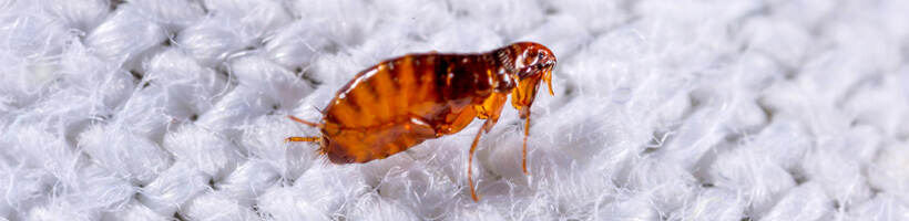Peachtree Pest Control for Fleas